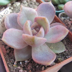 Echeveria *Dark Chocolate*