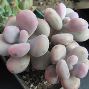 Pachyphytum Pink    3 разом