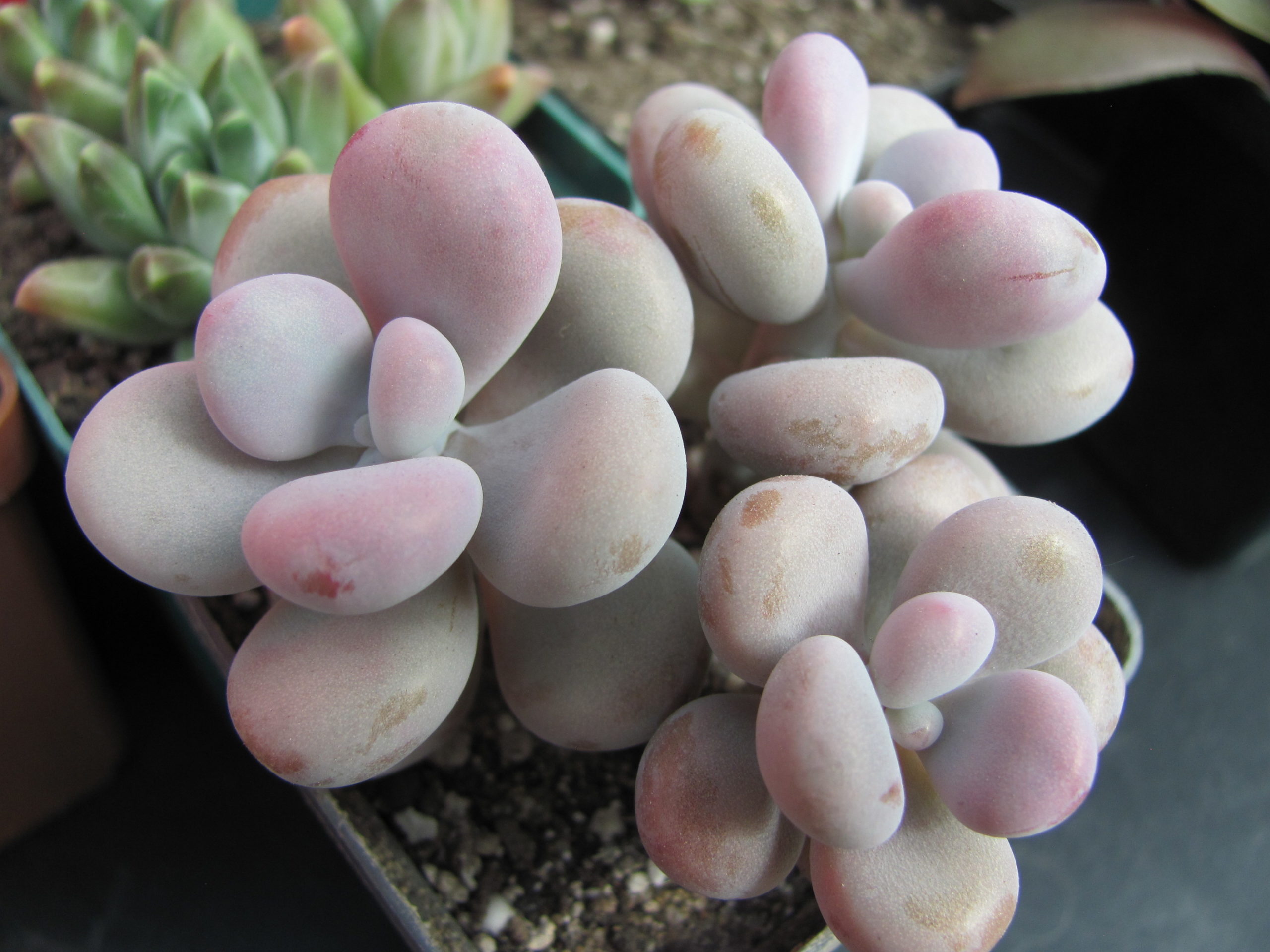 Pachyphytum Pink    3 разом
