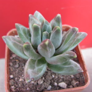 Pachyphytum  compactum  *Purple Diamond*