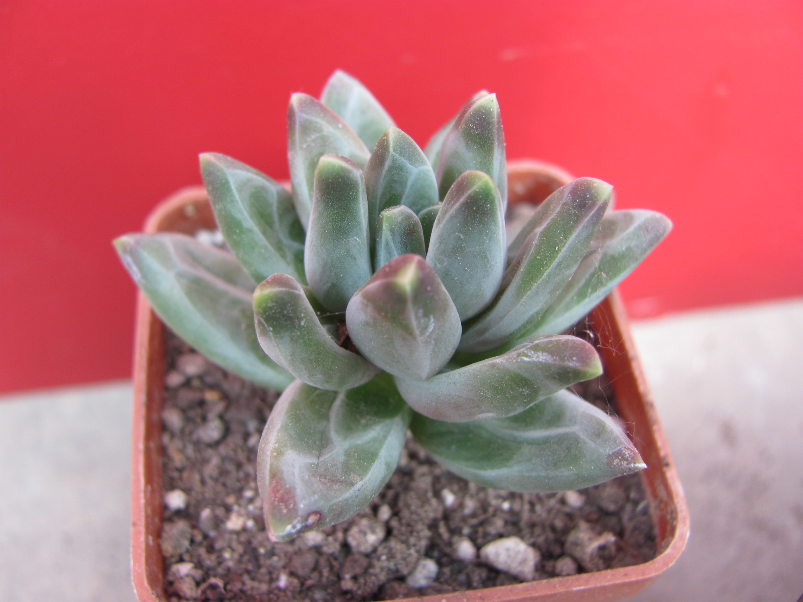 Pachyphytum  compactum  *Purple Diamond*