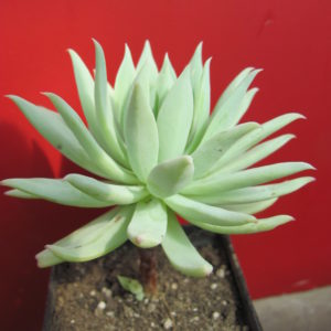 Dudleya farinosa