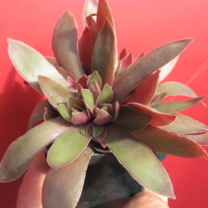 Crassula rossularis
