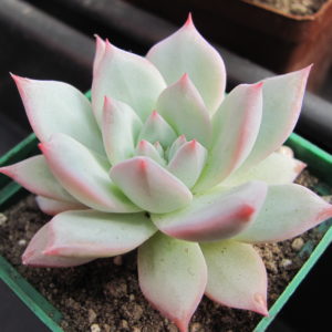 Echeveria Blue Bird
