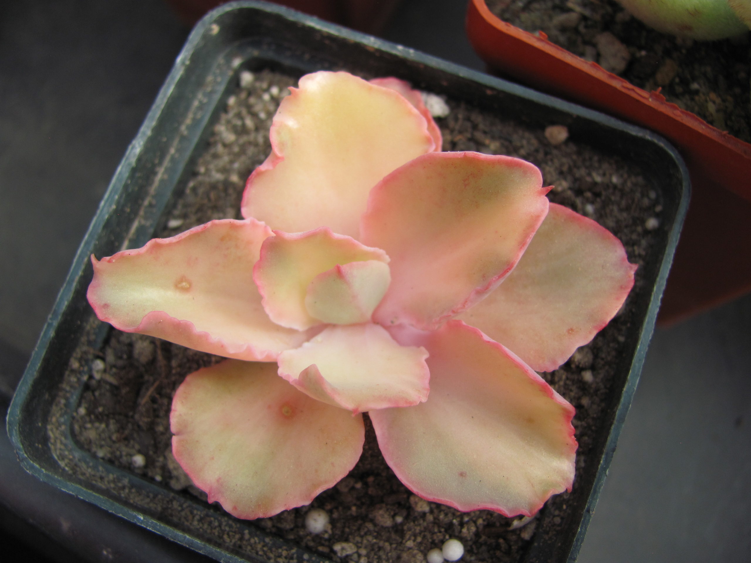 Echeveria   *Schaviana Curly* variegata