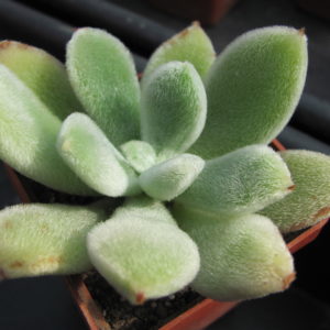 Echeveria leucotricha