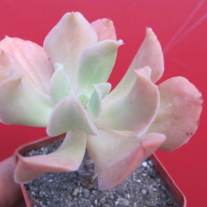Echeveria  Dark Vader