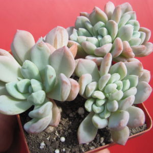 Echeveria glauca
