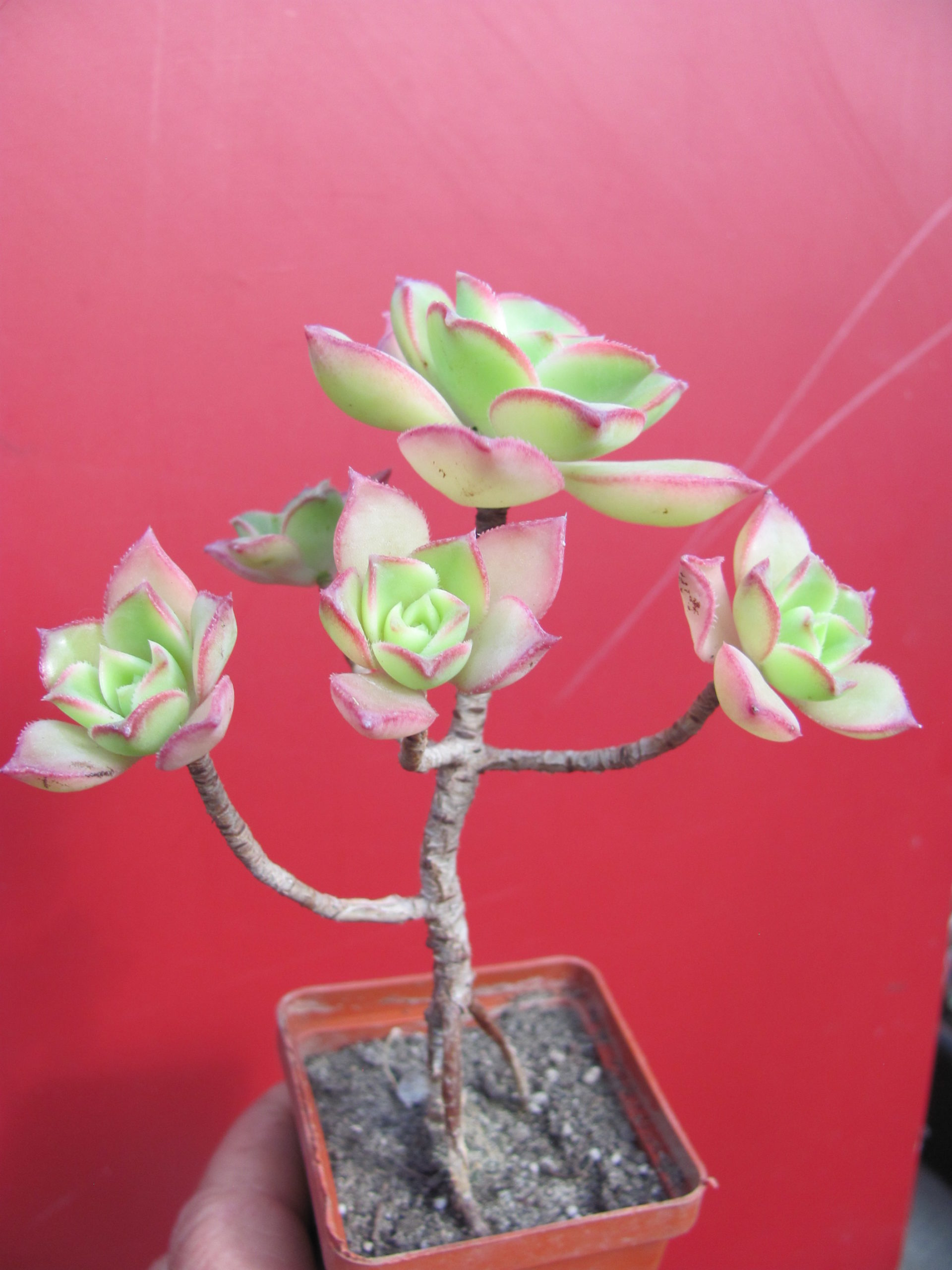Aeonium Kiwi