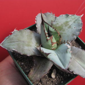 Agava titanota  Blue