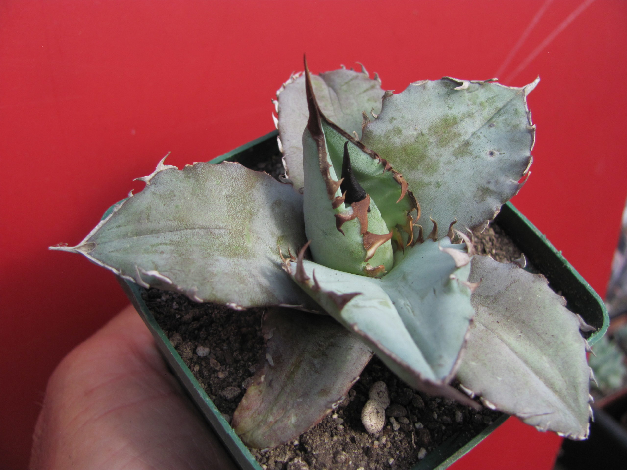 Agava titanota  Blue