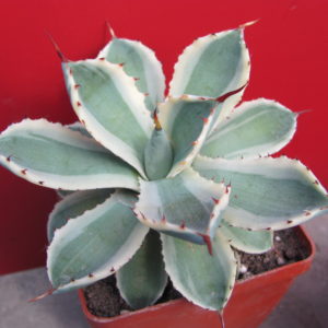 Agava *Kissho Kan*  variegata
