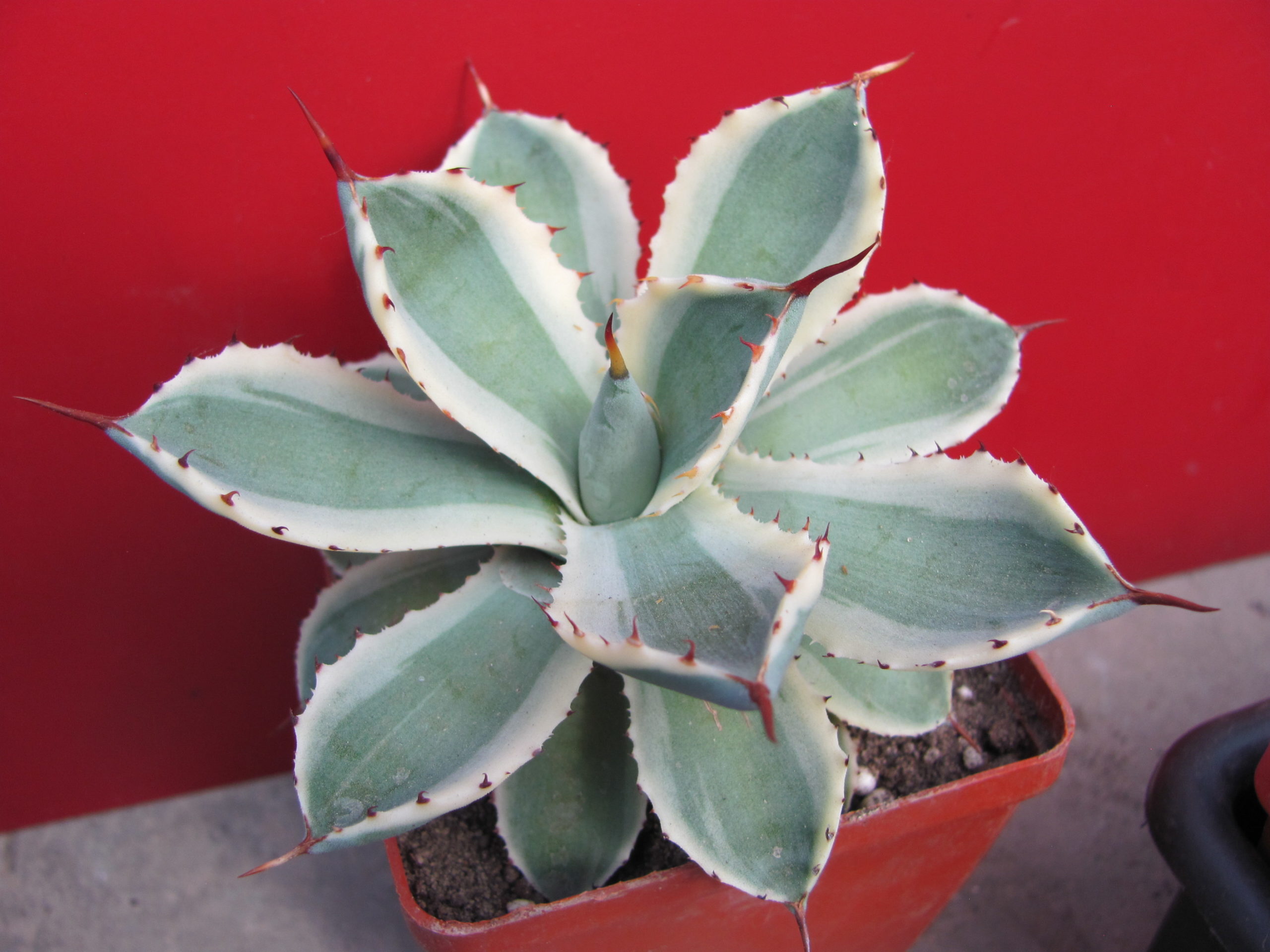 Agava *Kissho Kan*  variegata