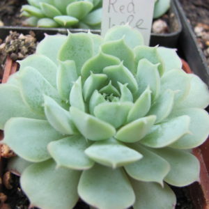 Echeveria   *Red Hole*