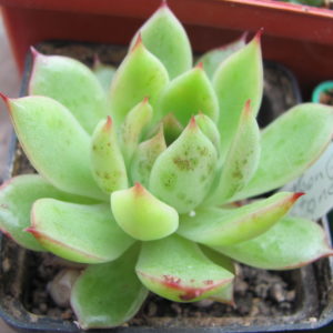 Echeveria Moon Stone hybr.