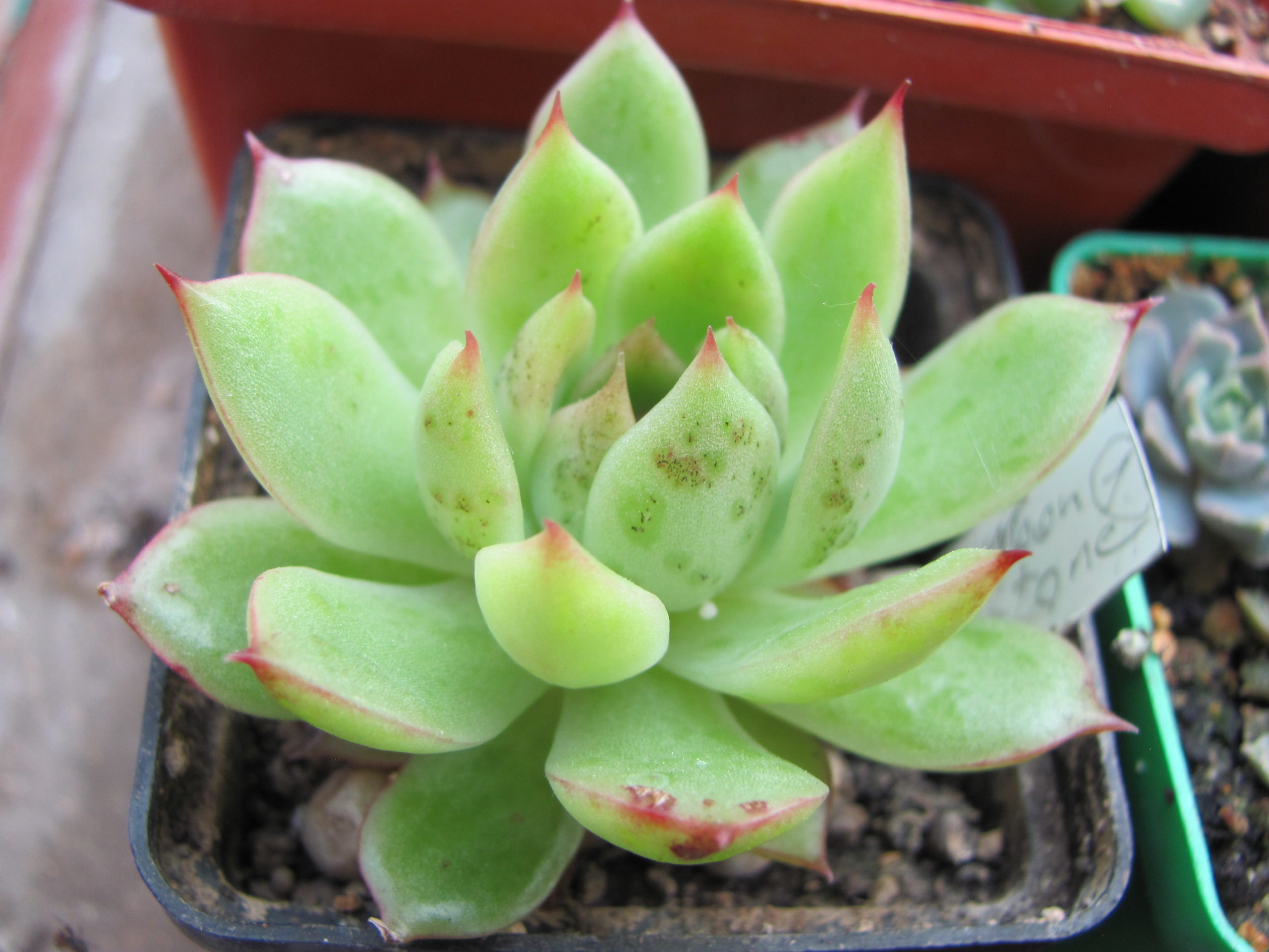 Echeveria Moon Stone hybr.