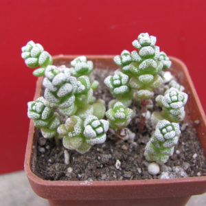 Crassula coralina
