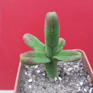 Crassula pyramidalis