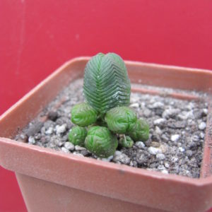 Crassula guadrangularis