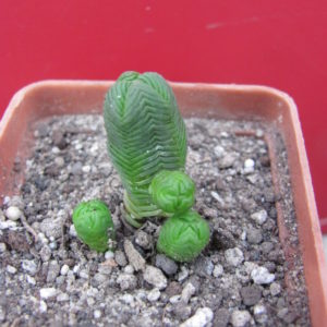 Crassula guadrangularis