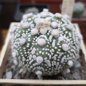 Astrophytum Superkabuto