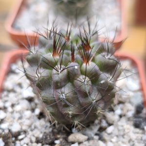 Neoporteria sp.