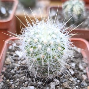 Echinomastus macdowelii