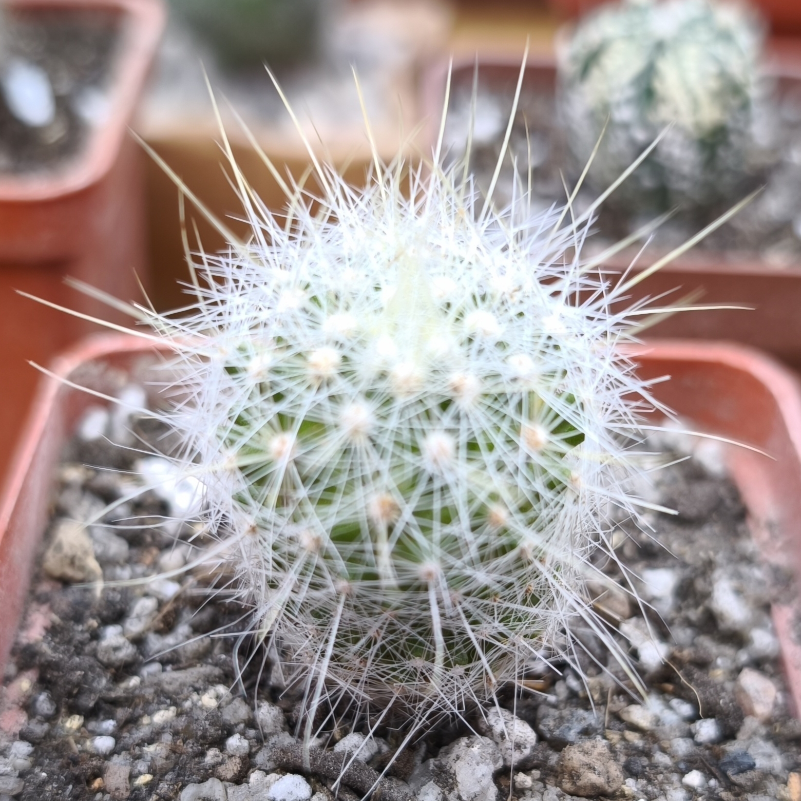 Echinomastus macdowelii