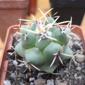 Thelocactus lophothele v. rinconensis