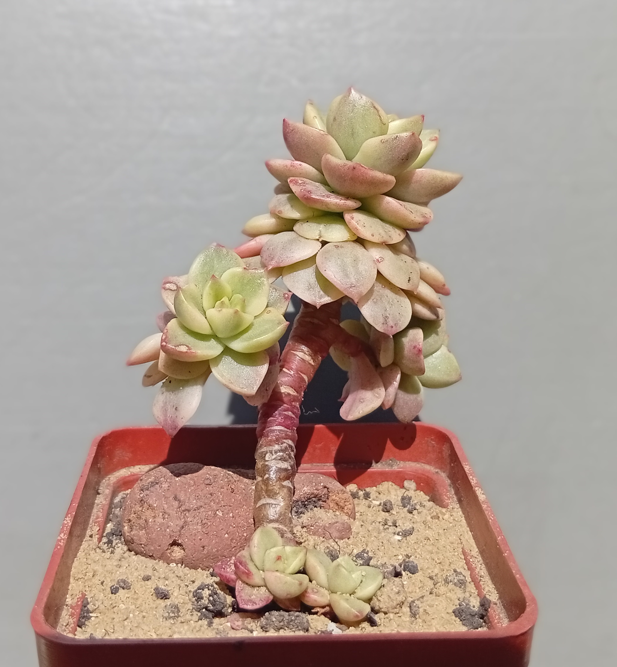 Sedeveria Rolly variegata