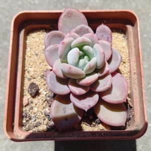 Echeveria Crystal Amber