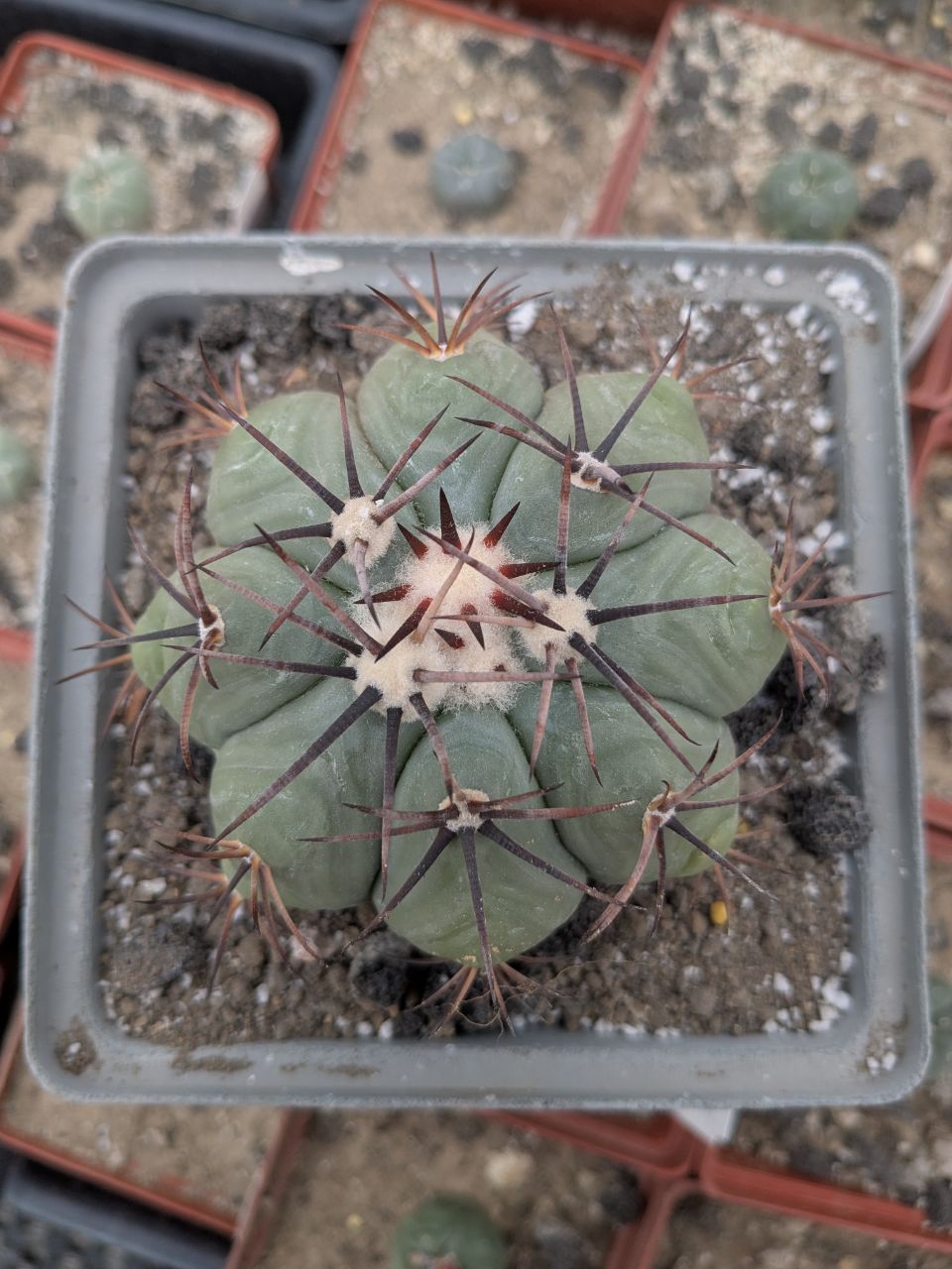 Echinocactus horizonthalonius