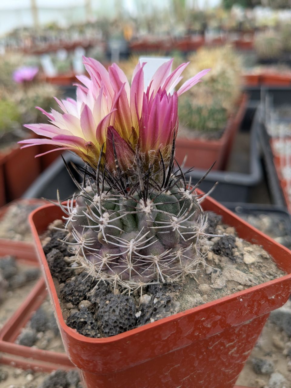 Neochilenia chilensis