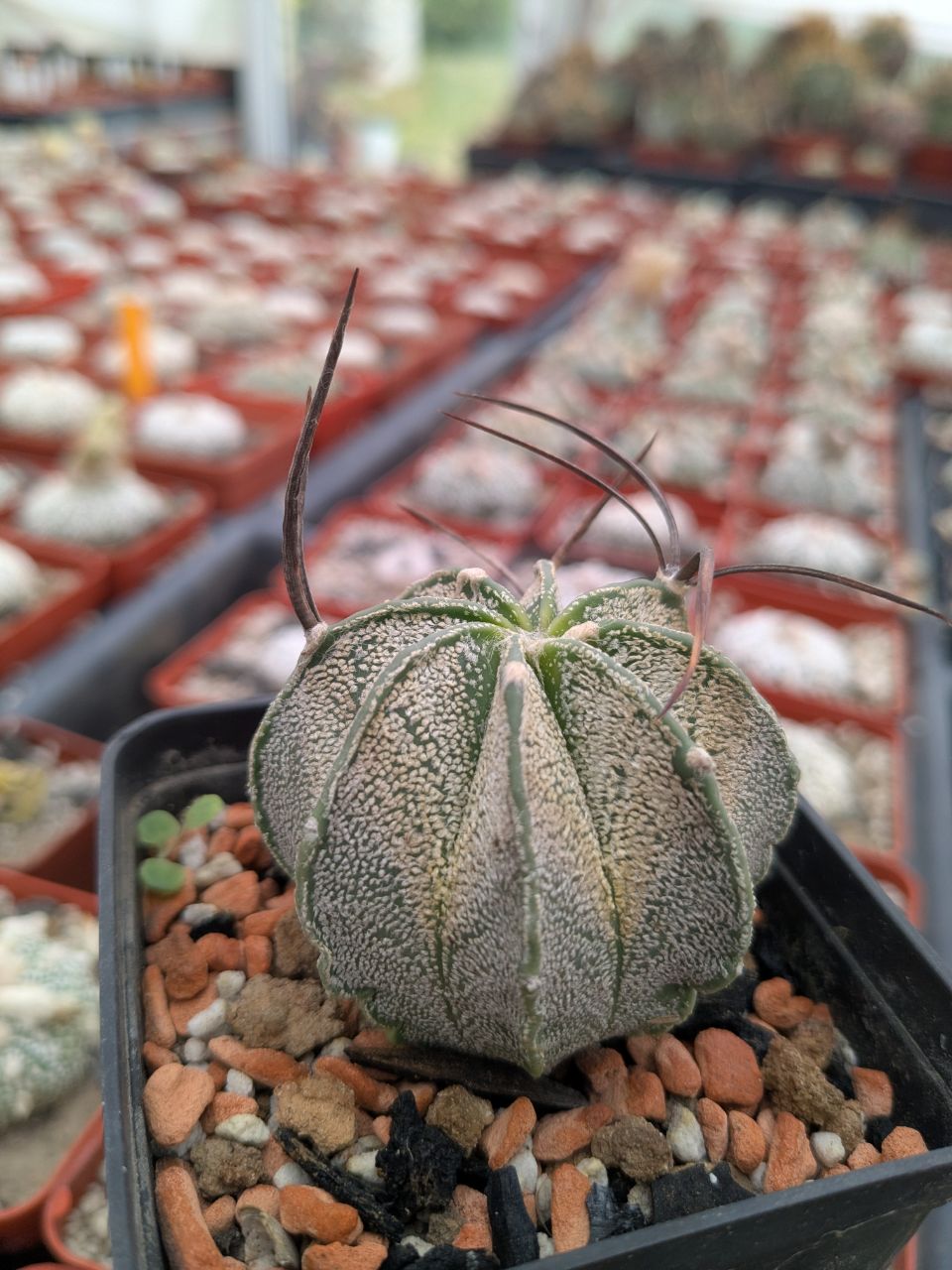 Astrophytum capricorne