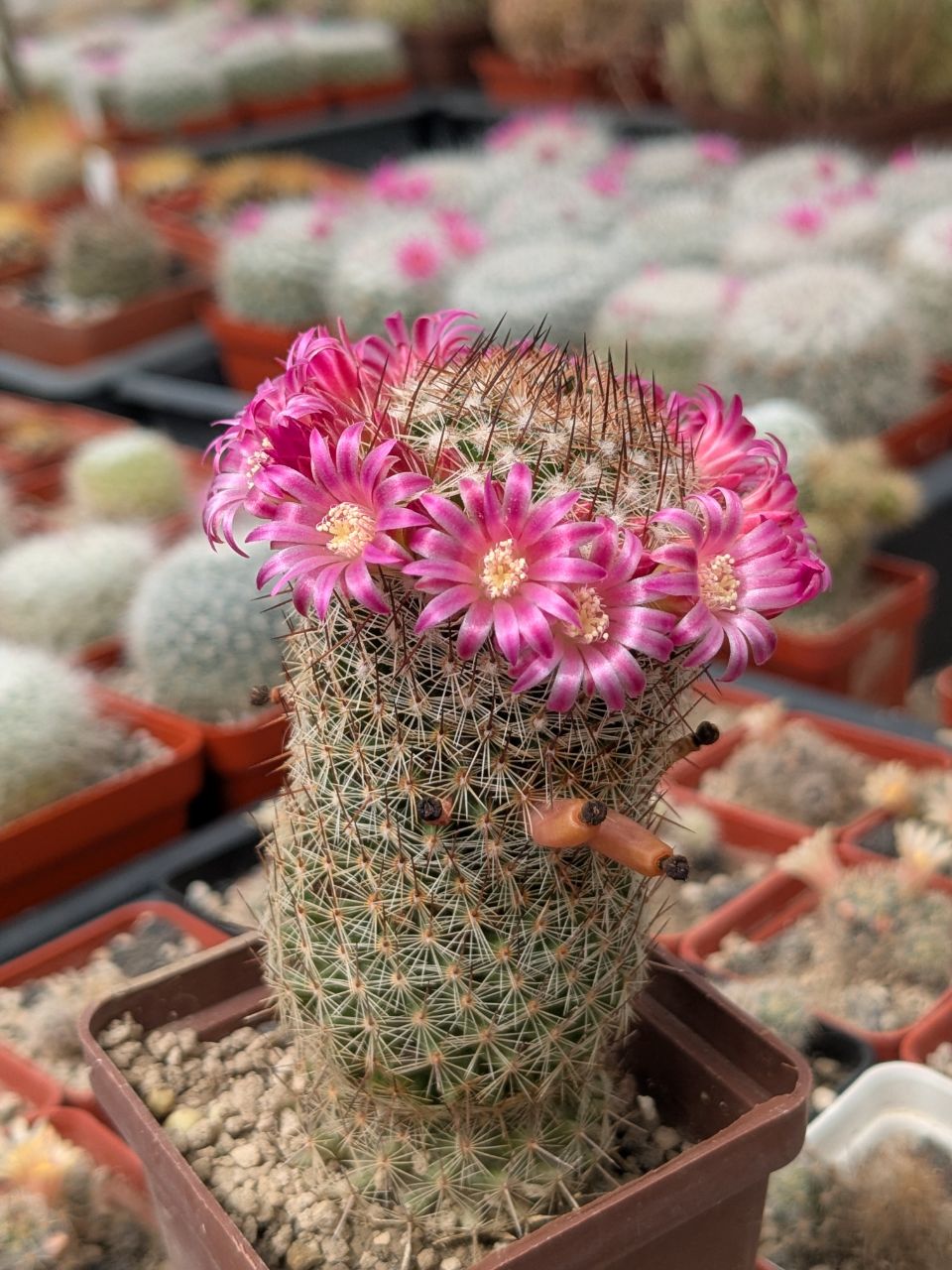 Mammillaria matudae