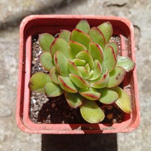 Echeveria pulidonis Cristmas