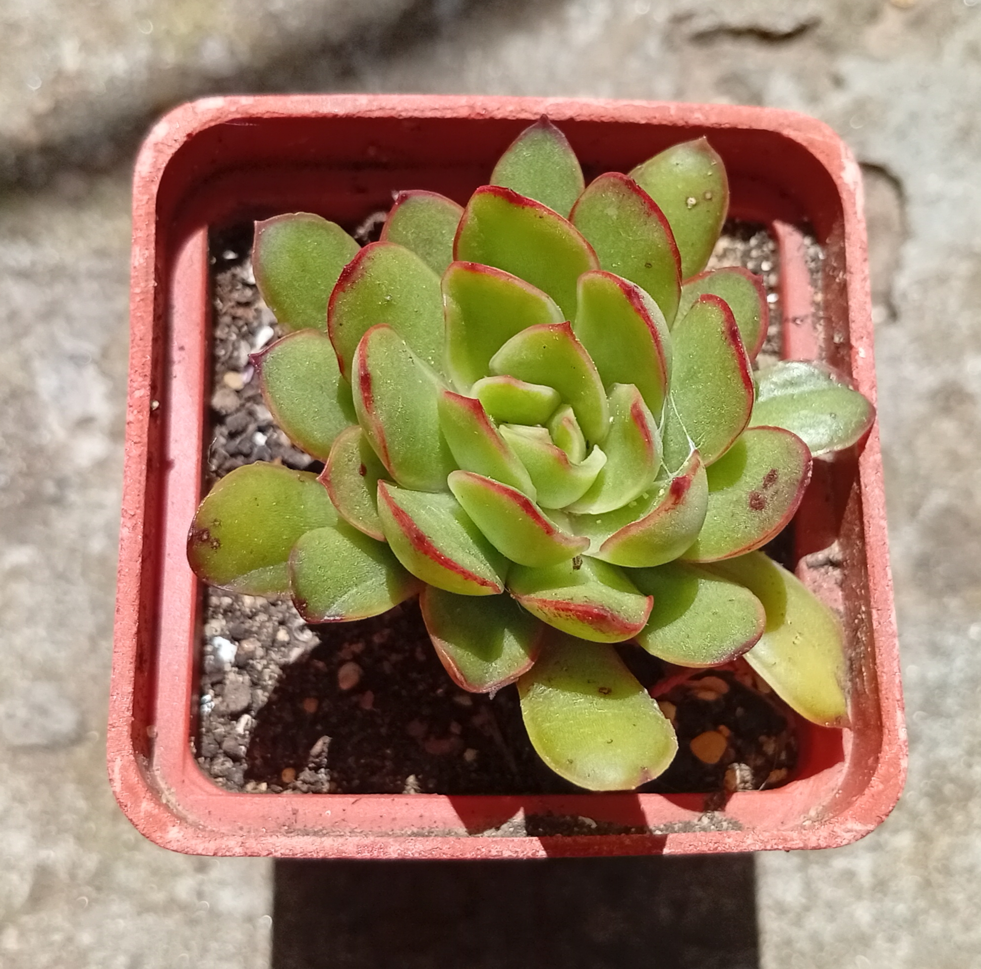 Echeveria pulidonis Cristmas