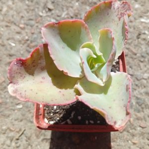 Echeveria Party Dress