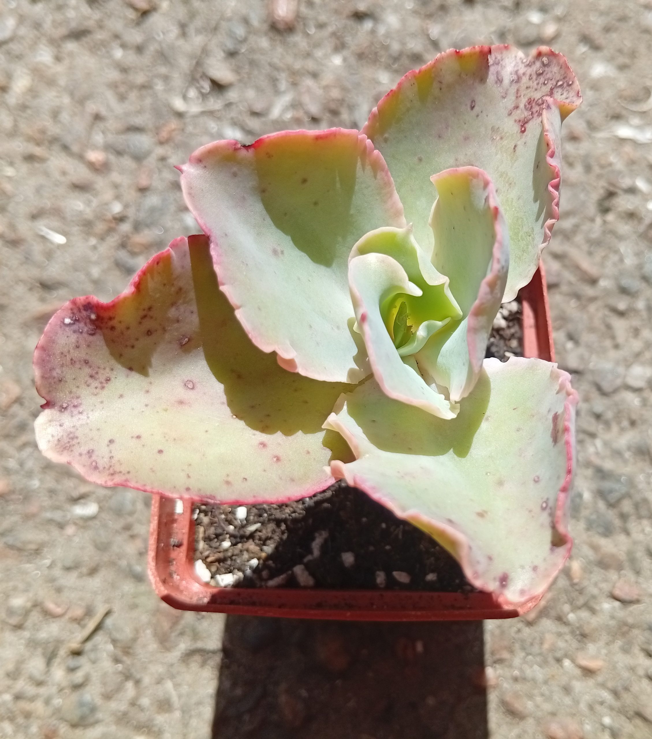 Echeveria Party Dress
