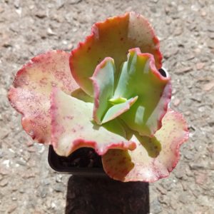 Echeveria Double Delight