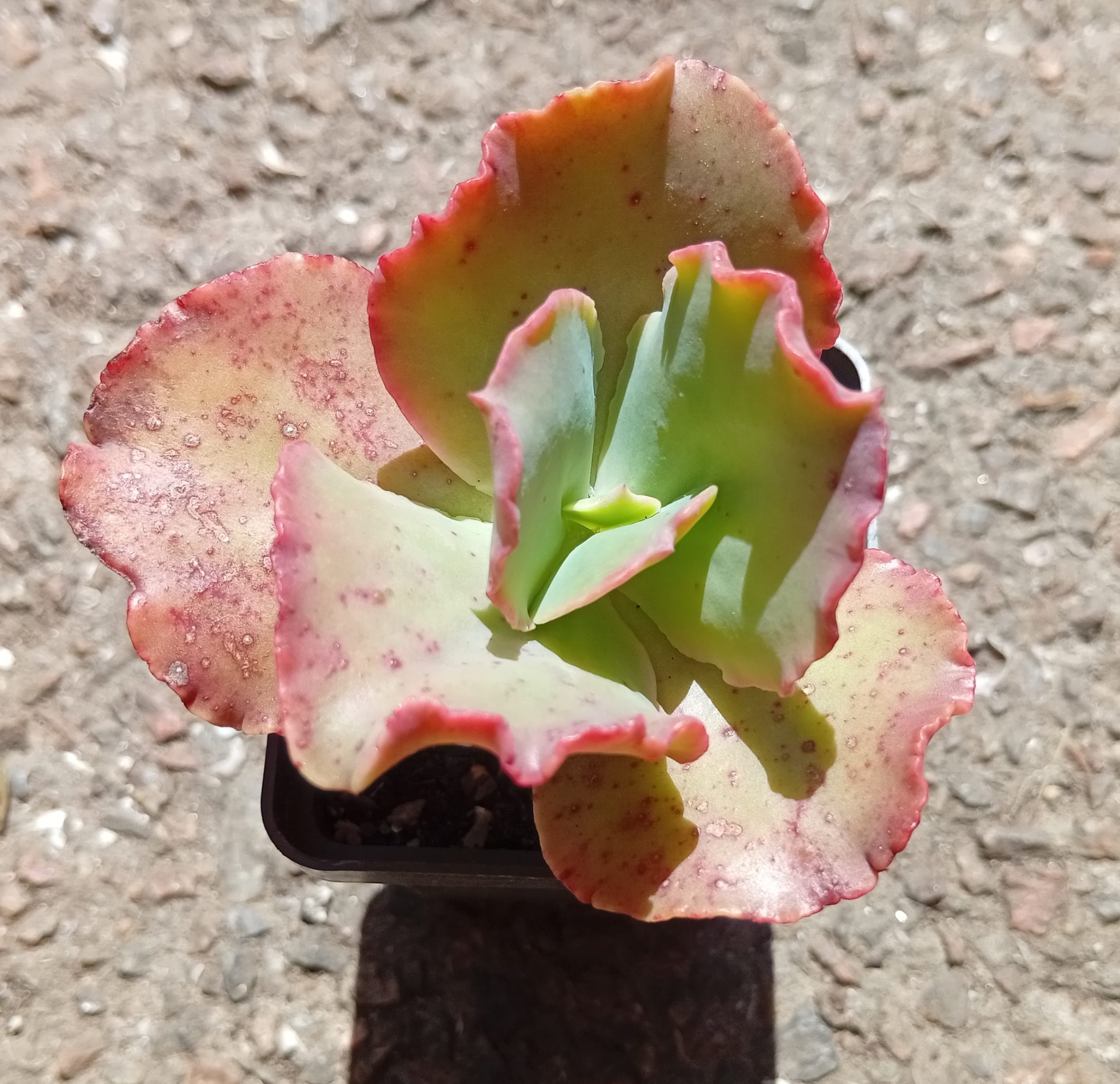 Echeveria Double Delight