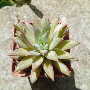 Pachybhytum sp