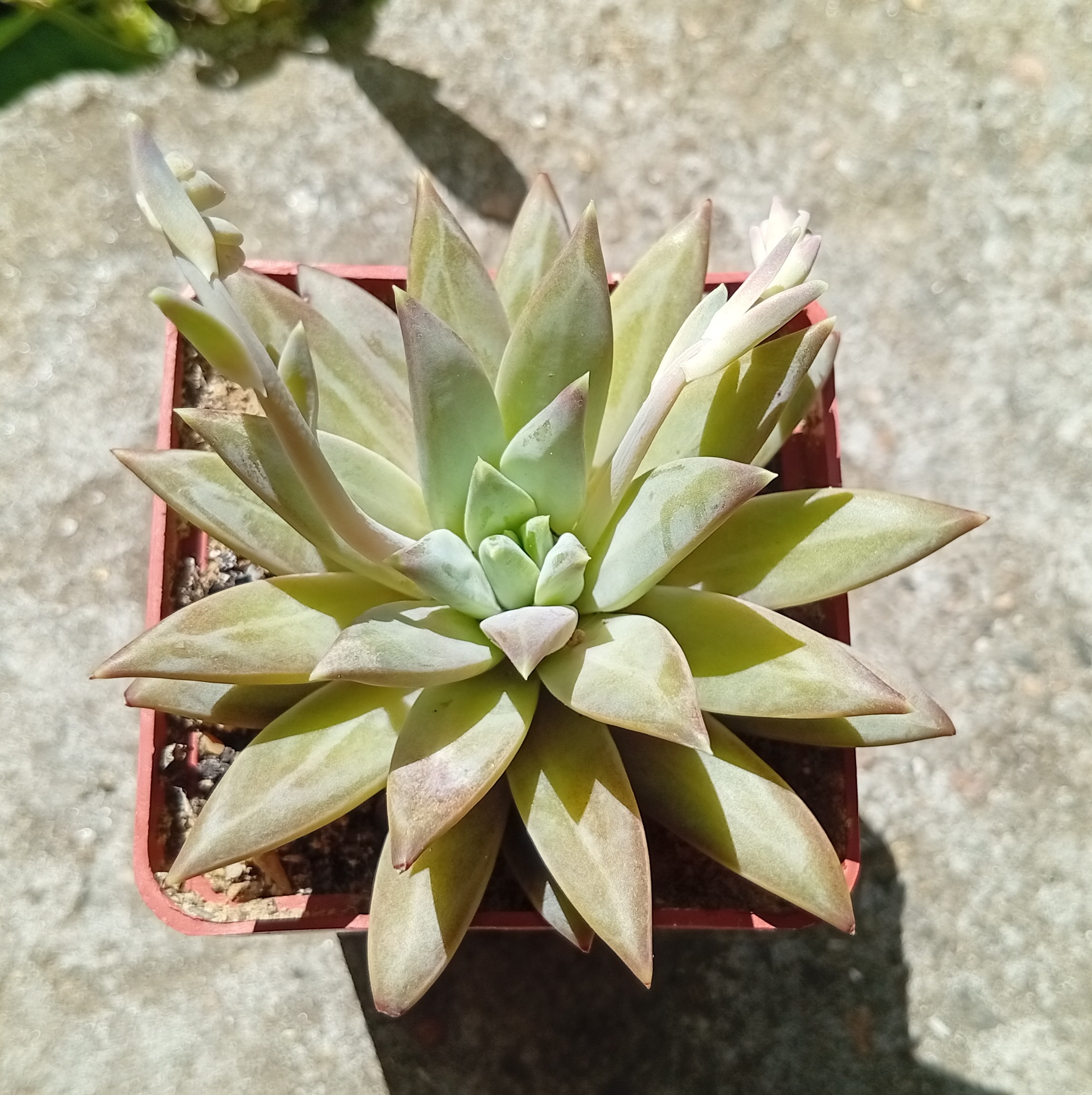 Pachybhytum sp