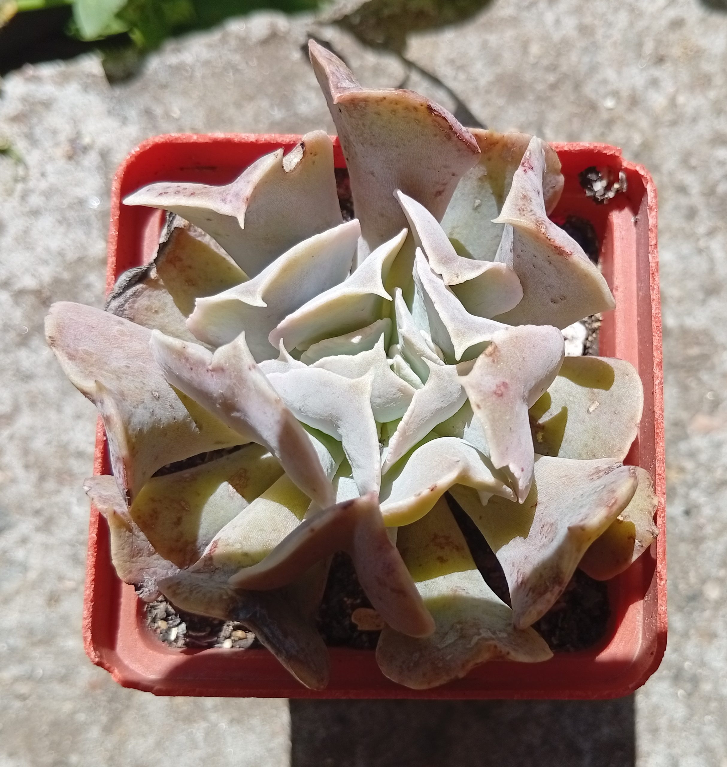 Echeveria Swan Lake