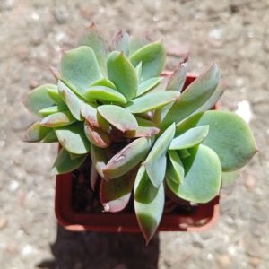 Echeveria Luella hybr