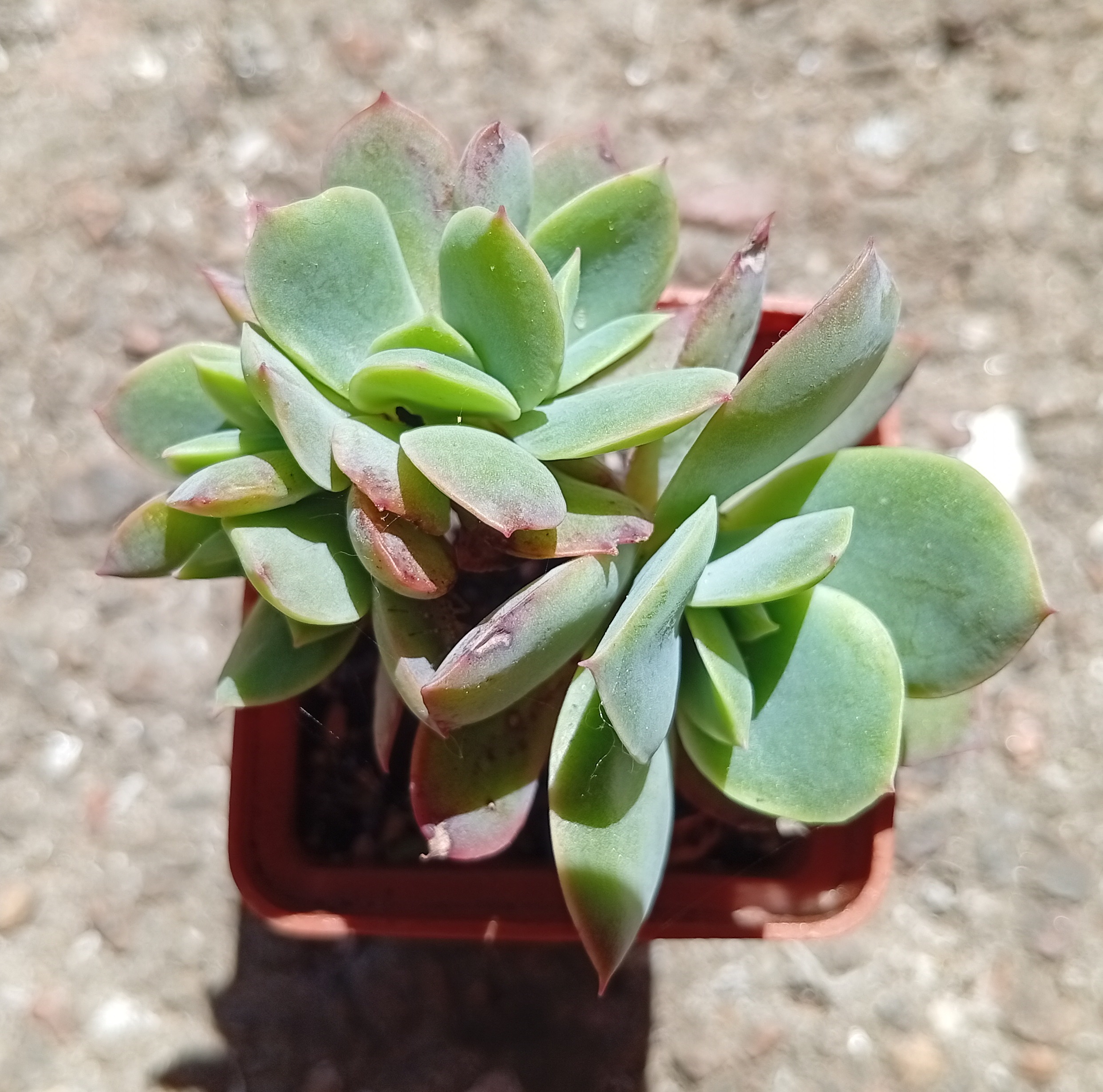 Echeveria Luella hybr
