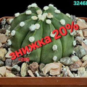 Astrophytum hybrid [SenAs X As] (8x8)-3246B