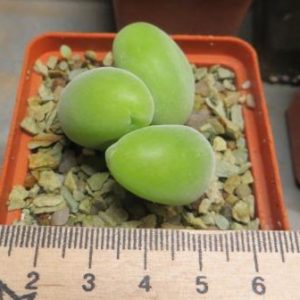 muiria hortenseae 3 голови