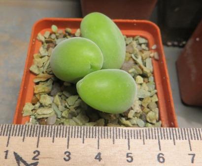 muiria hortenseae 3 голови