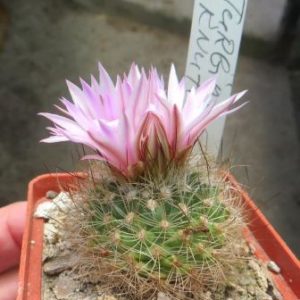 turbinicarpus knuthianus